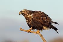 Raufussbussard